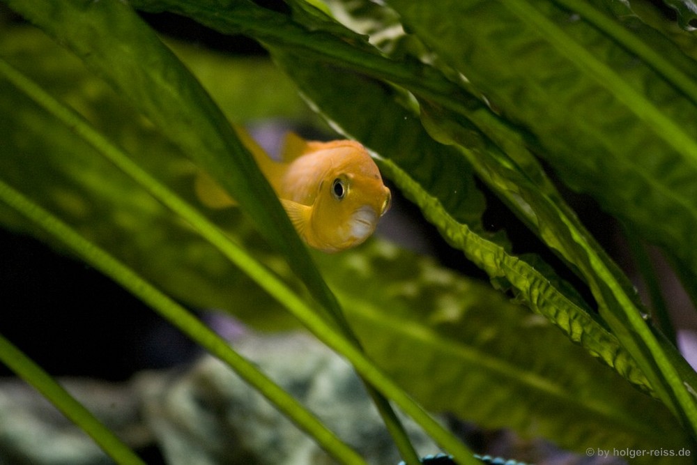 Pseudotropheus Saulosi / Weibchen_2