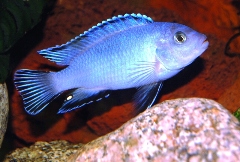 Pseudotropheus socolofi