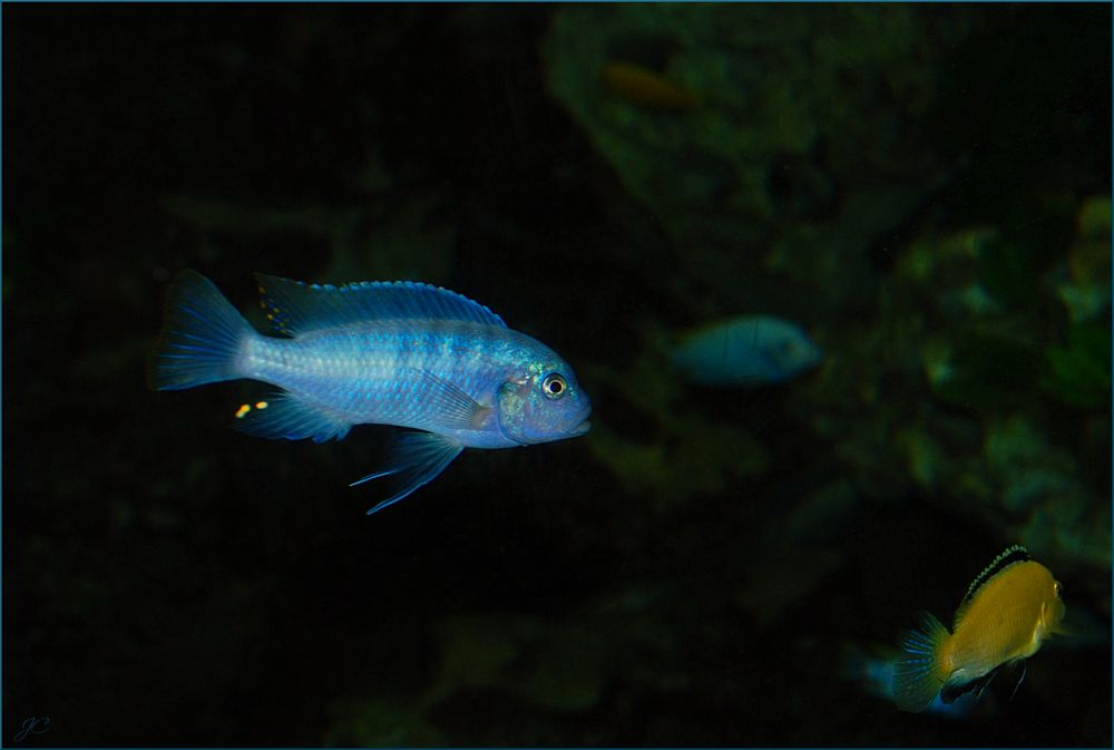 Pseudotropheus socolofi