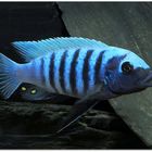 Pseudotropheus zebra dwarf "Manda"