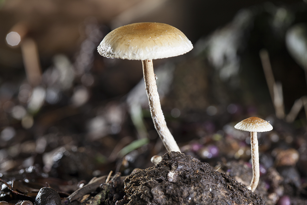 Psilocybe Cubensis