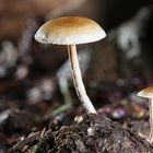 Psilocybe Cubensis