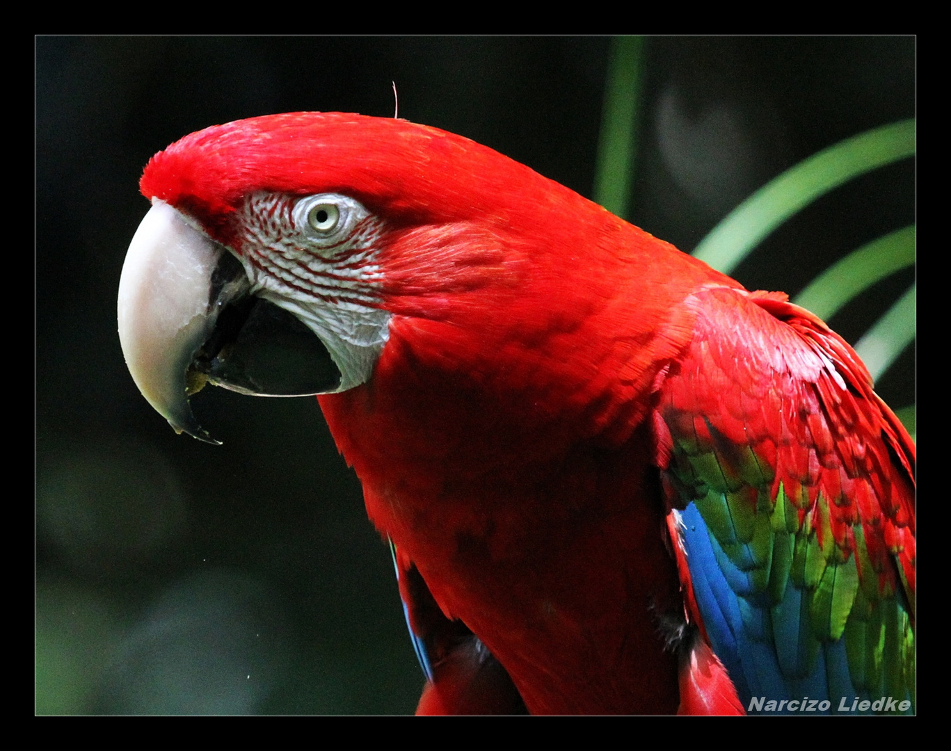 Psitacidios - Arara-Vermelha (Ara chloropterus)