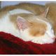 Katzen