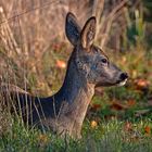 Psssst! Ganz leise - noch ist der Fotograf unentdeckt!