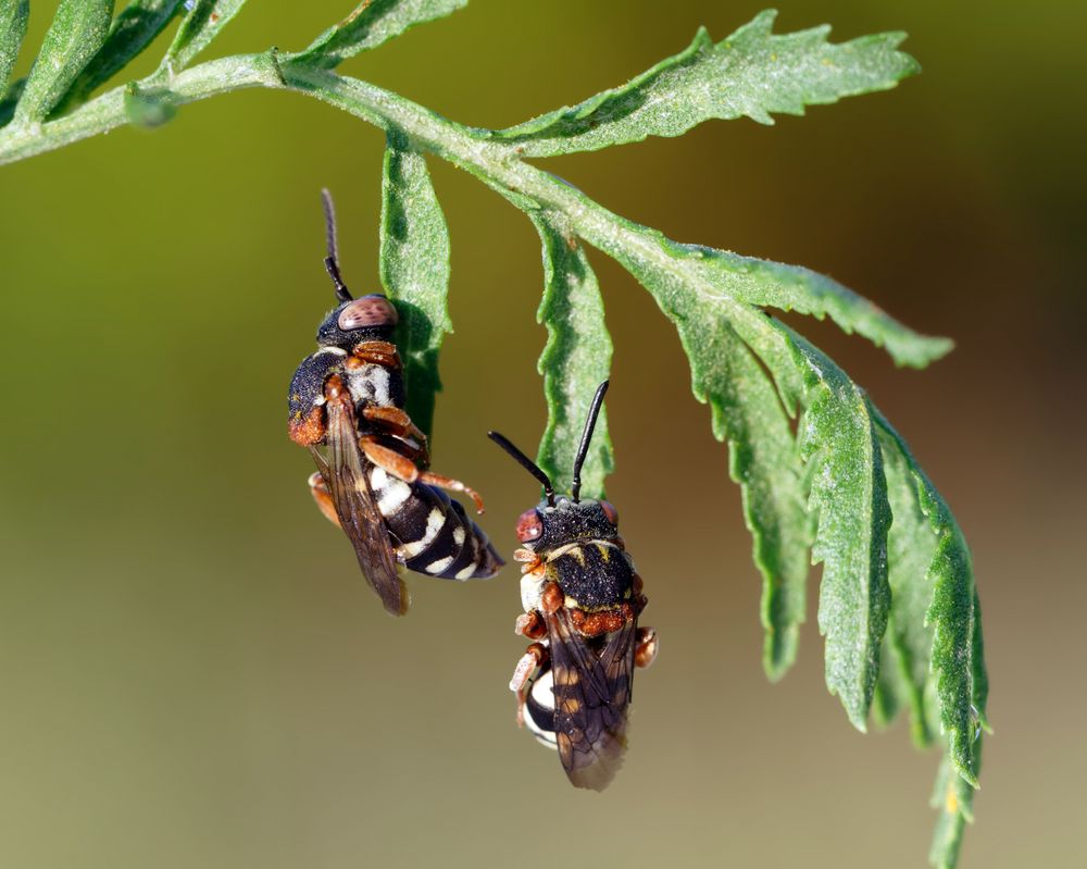 Pssst... bitte nicht stören.. wir schlafen noch : Filzbienen