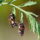 Pssst... bitte nicht stören.. wir schlafen noch : Filzbienen