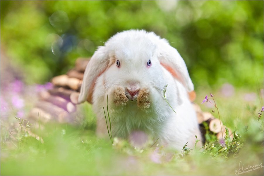 Pssst... es ist Ostern!