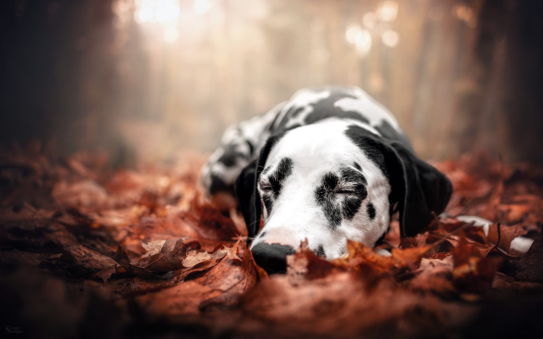 Pssst&hellip; Gute Nacht&hellip; Foto &amp; Bild tiere, haustiere, hunde Bilder auf