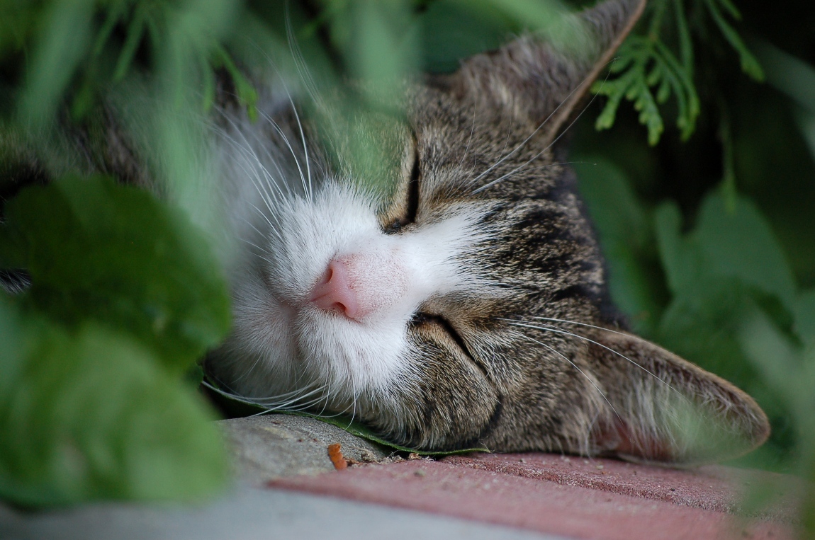 Pssst !! Hecken....schläferin