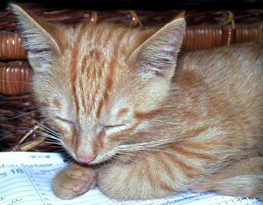 PSSST...klein-willi schläft... !!!