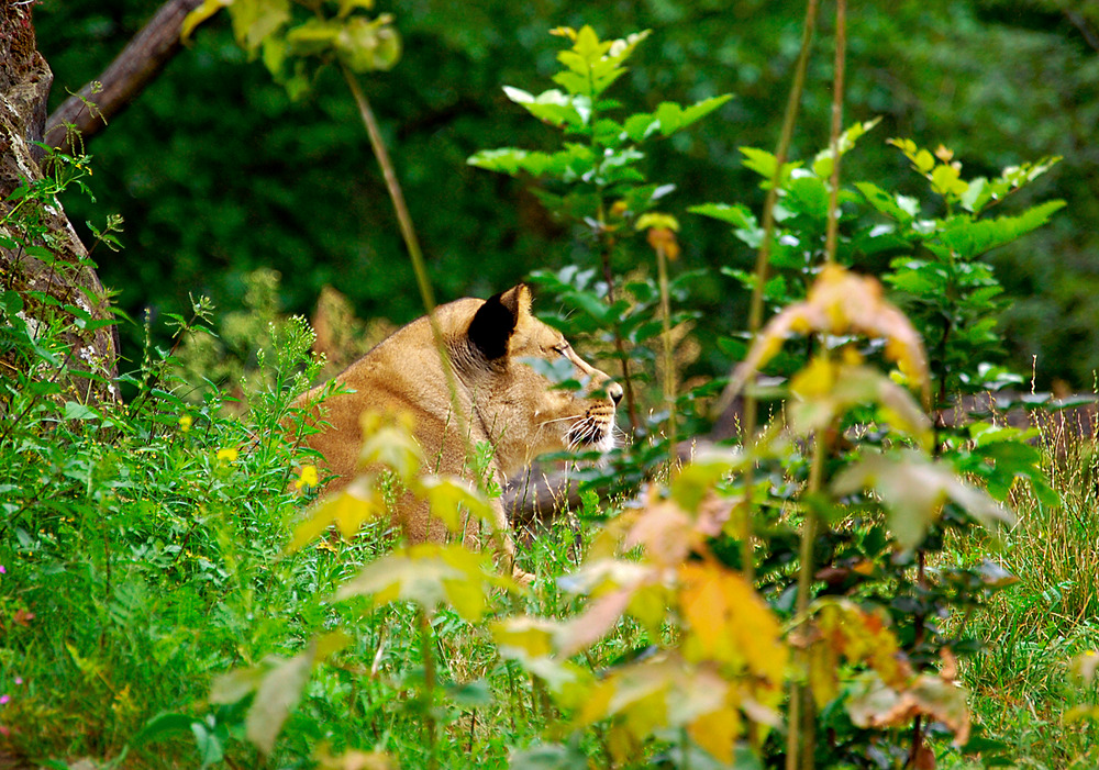 Pssst...Löwin voraus