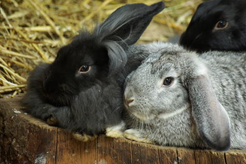 Pssst..wir brüten Ostereier aus..;-)