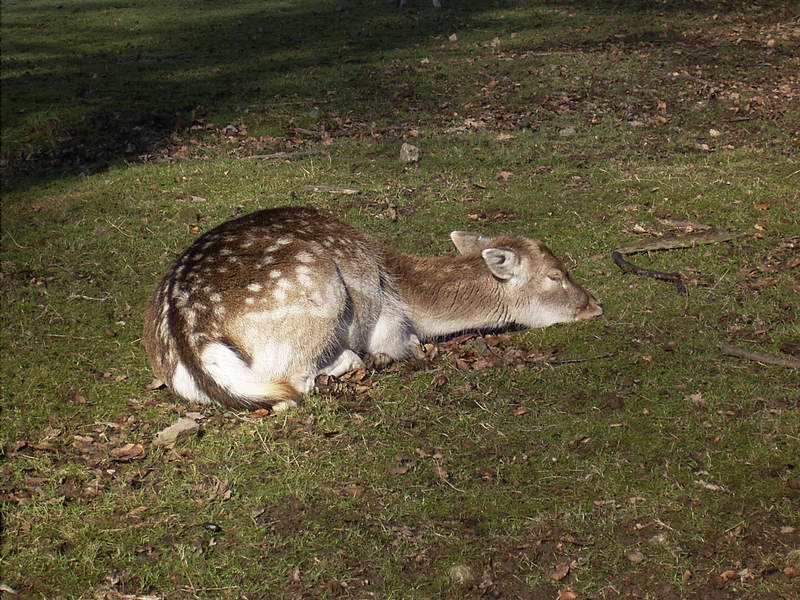 Psst, Bambi schlaeft!