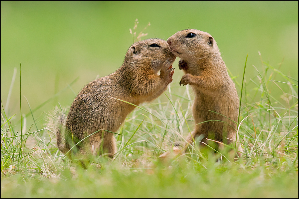 "Psst, da liegt ein Fotograf   im Gras°