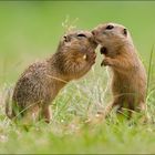 "Psst, da liegt ein Fotograf   im Gras°