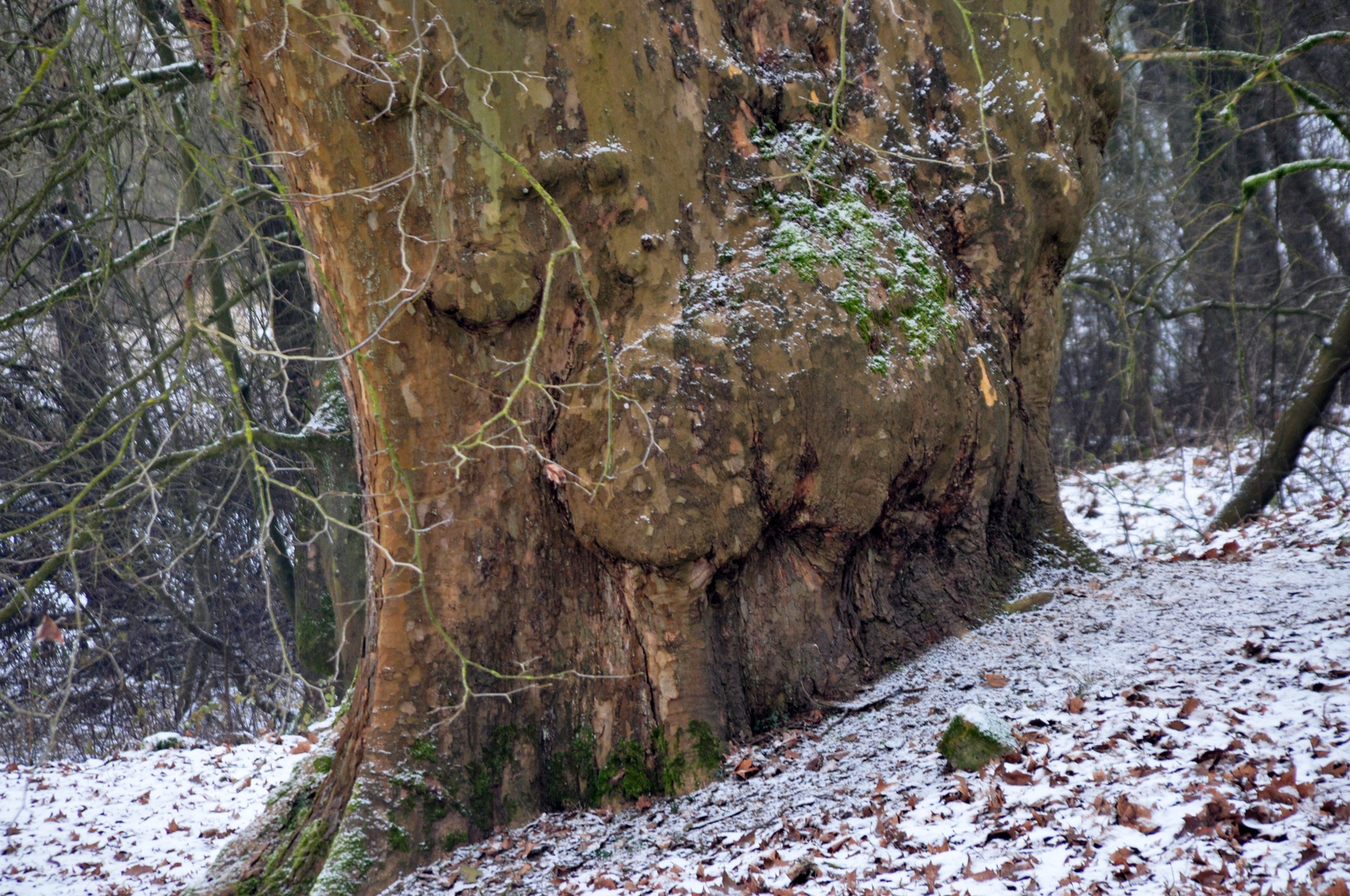 Psst ....... der Baumriese hält Winterschlaf.