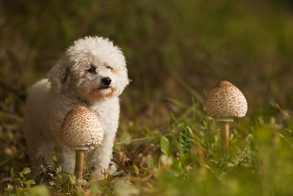 Psst, ey, wolle magic mushrooms kaufe?