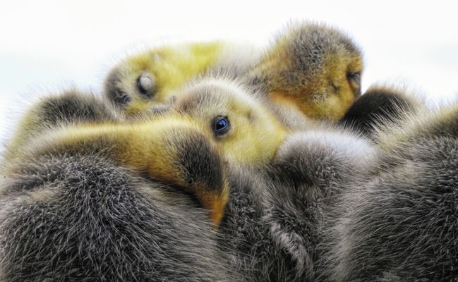 PSST, LEISE! MEINE GESCHWISTER SCHLAFEN NOCH