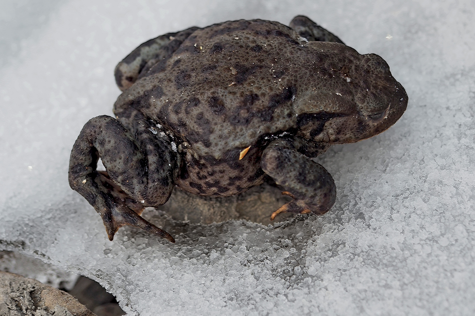 Psst, sie schläft! Kröte in der Winterstarre! - Extraordinaire, ces crapauds qui gèlent en hiver!