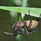 Pst..! sie schläft. - L'araignée dort après une nuit pluvieuse.  Photo 1