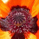 Psuedo-oriental poppy centre