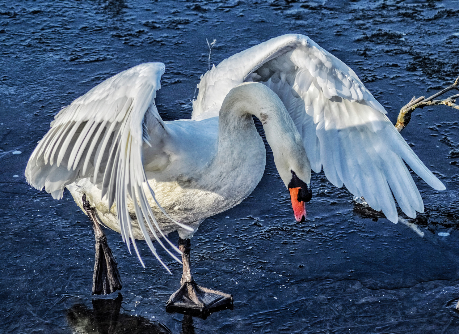 PSX_20221231_211720.  Eisvogel 