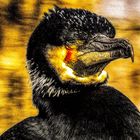 PSX_20230925_143845Kormoran