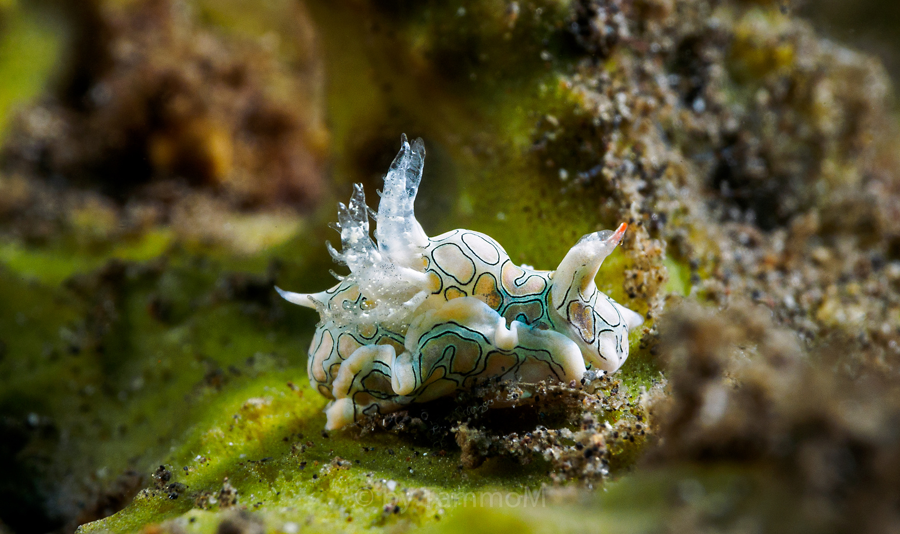 Psychedelic batwing slug