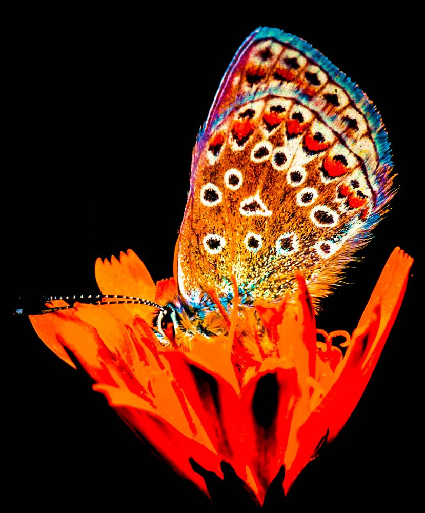 Psychedelic Butterfly