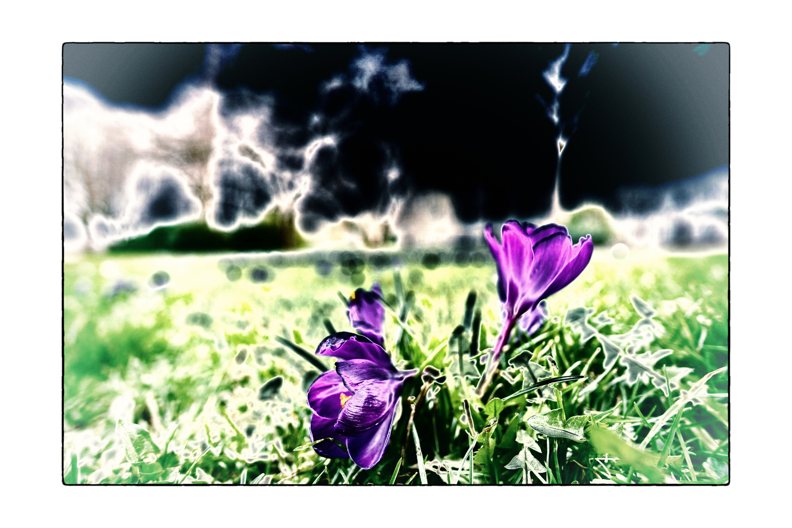 psychedelic crocuses_01