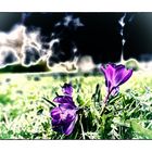 psychedelic crocuses_01