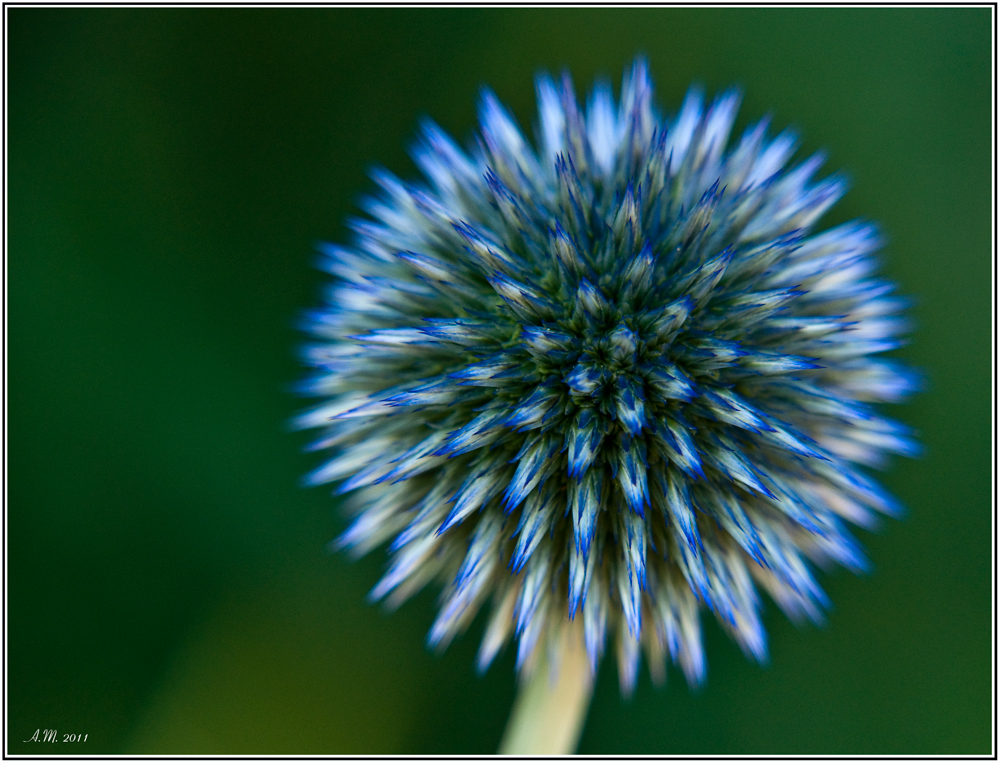 psychedelic flower