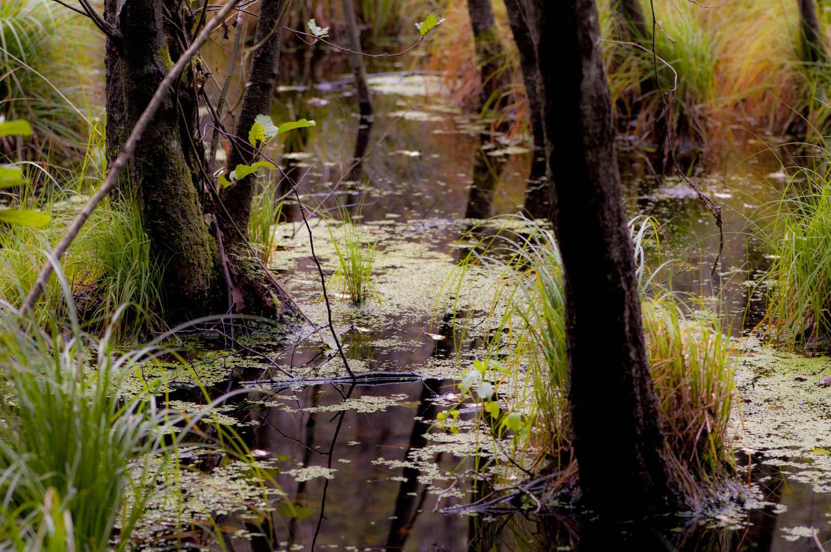 Psychedelic Forest