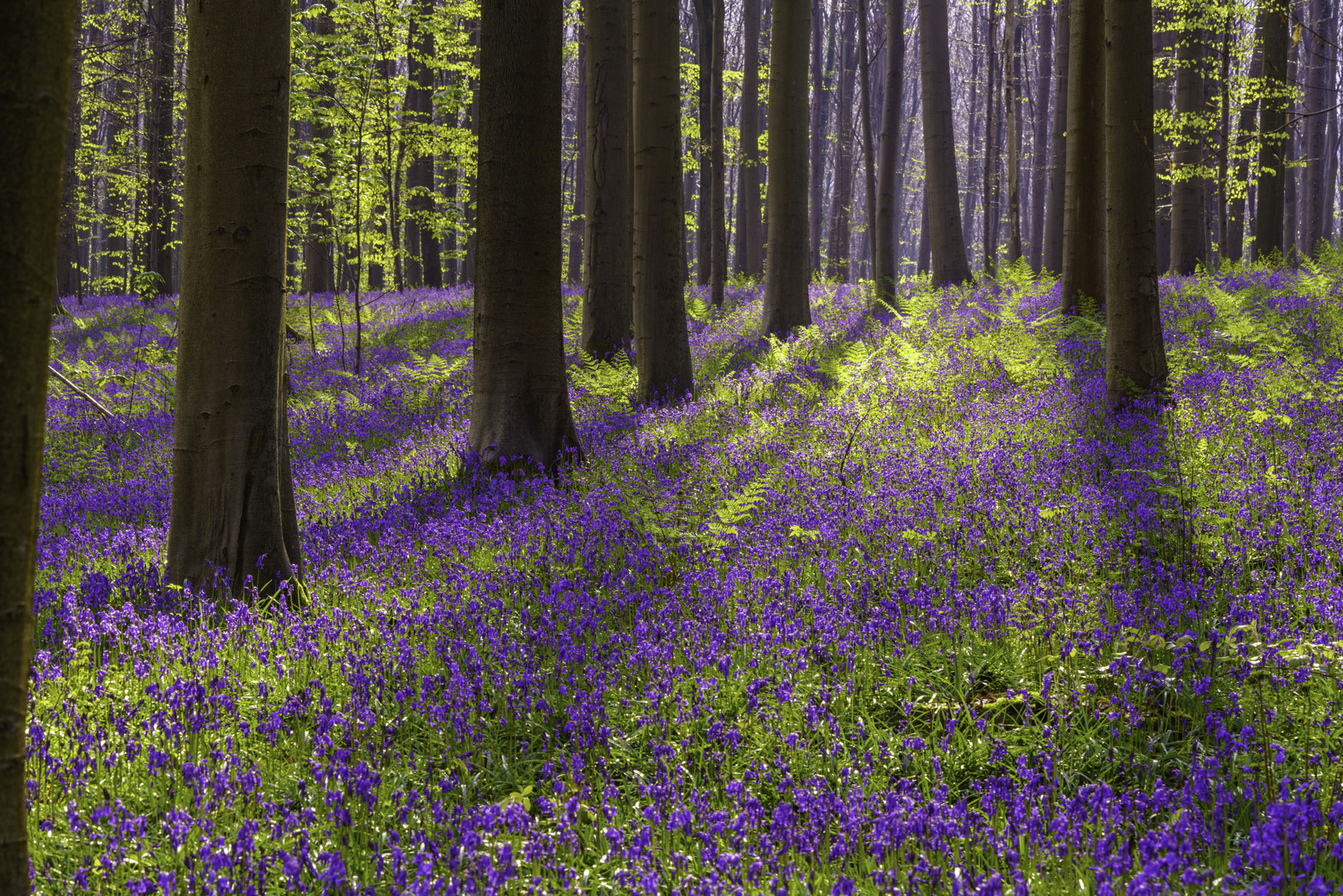 Psychedelic forest