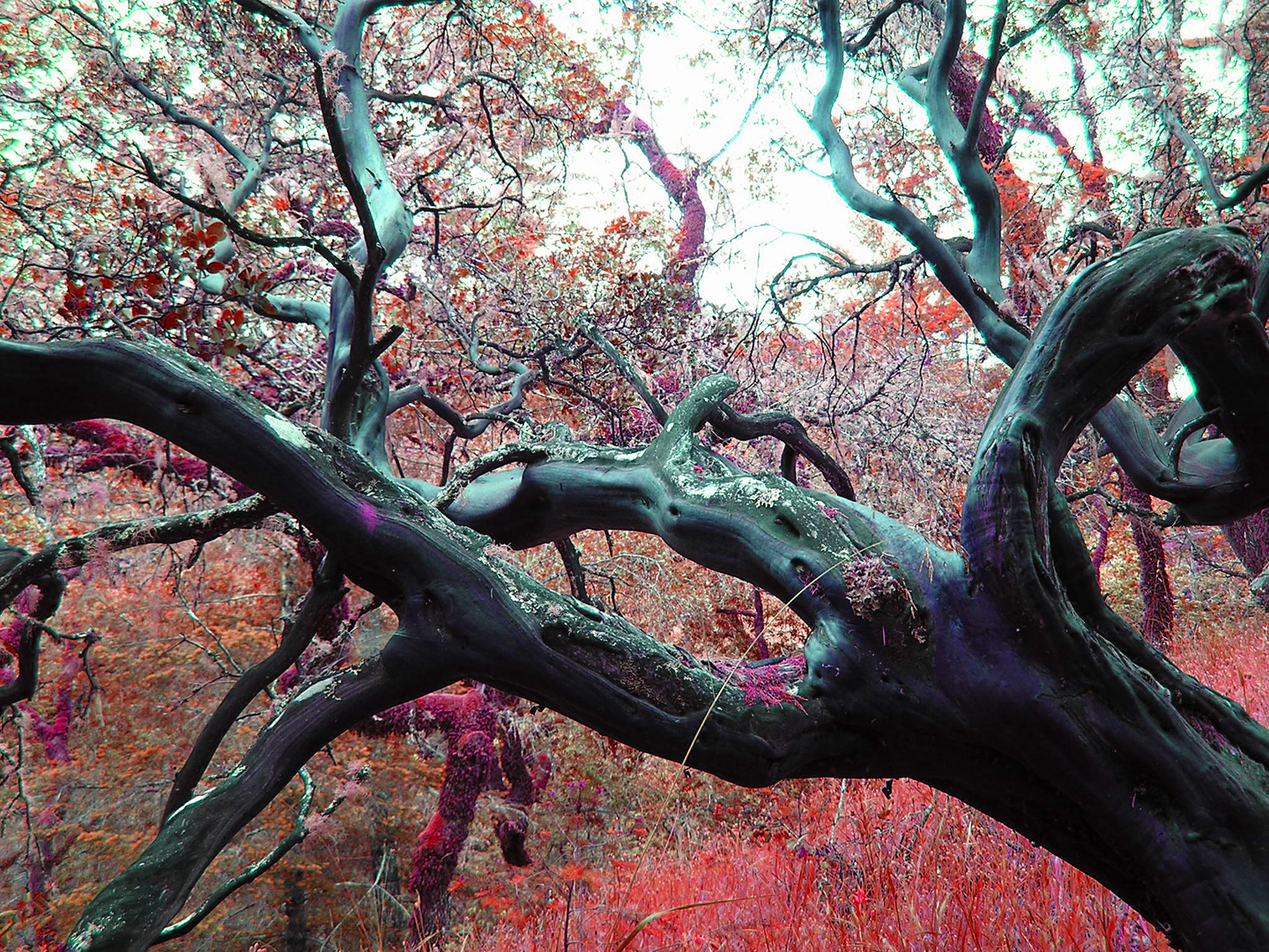 psychedelic manzanita