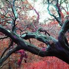 psychedelic manzanita