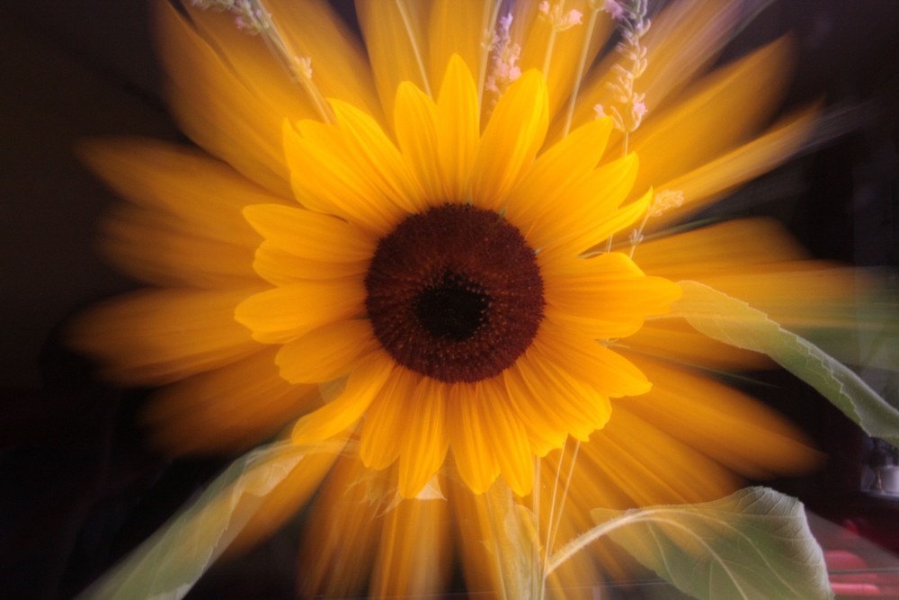 psychedelic sunflower ...