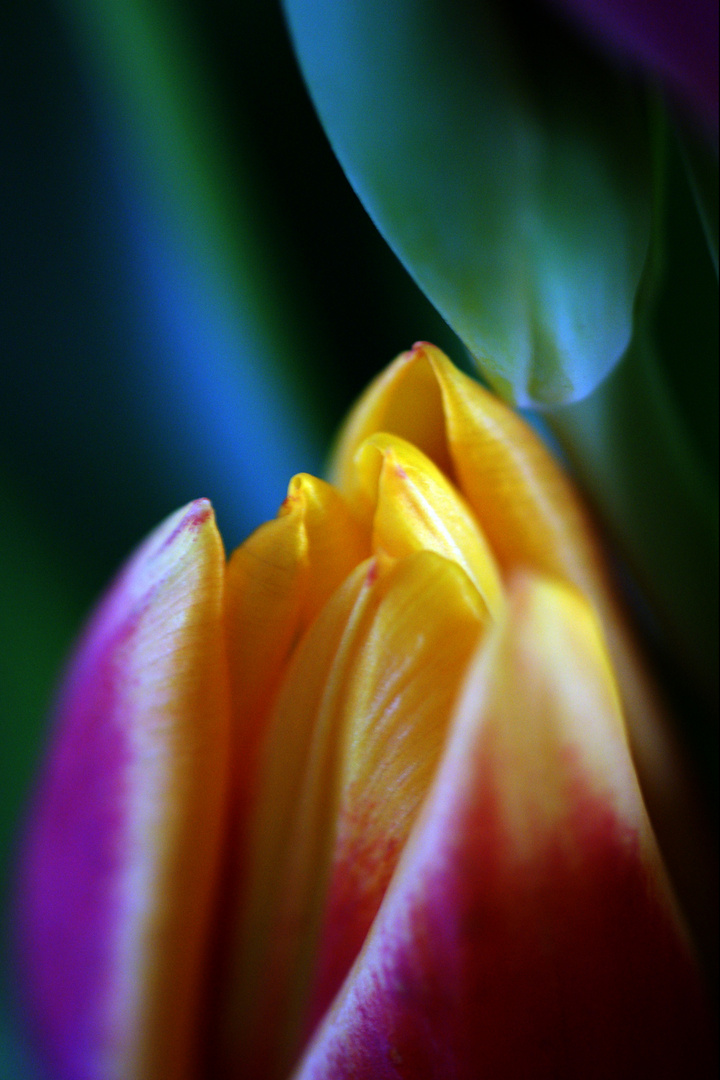 Psychedelic Tulip