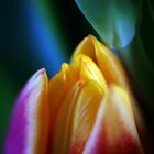 Psychedelic Tulip