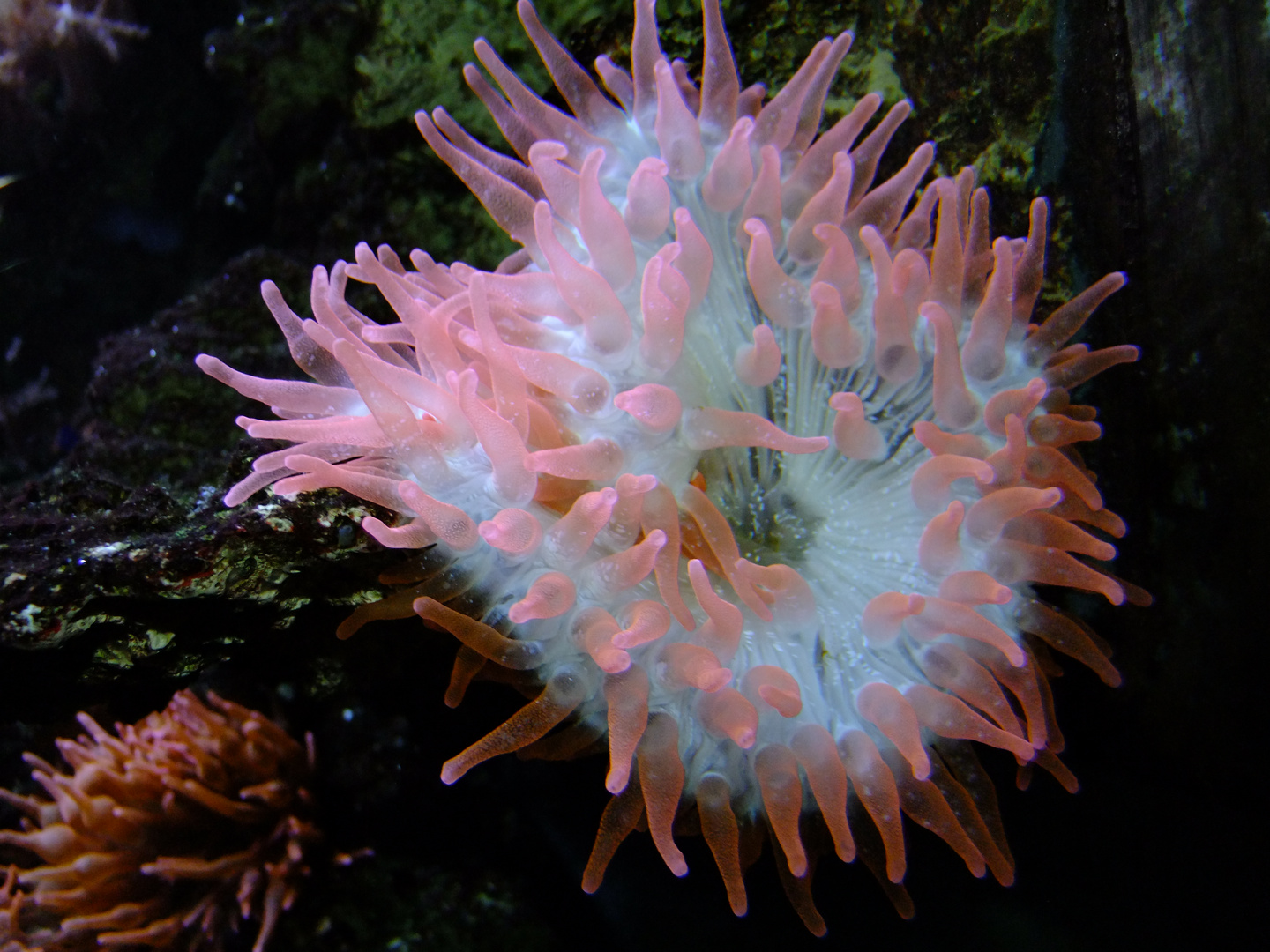 psychedelic underwater plants