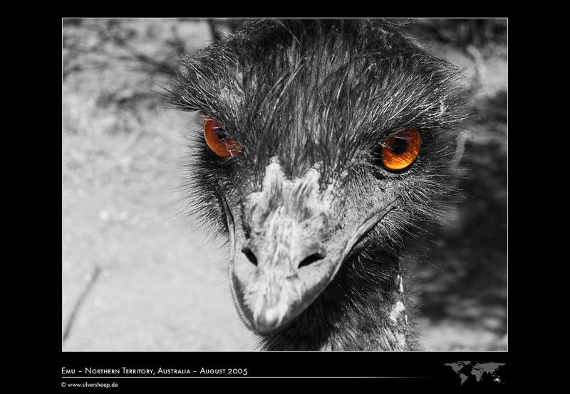 Psycho-Emu (Colorkey)