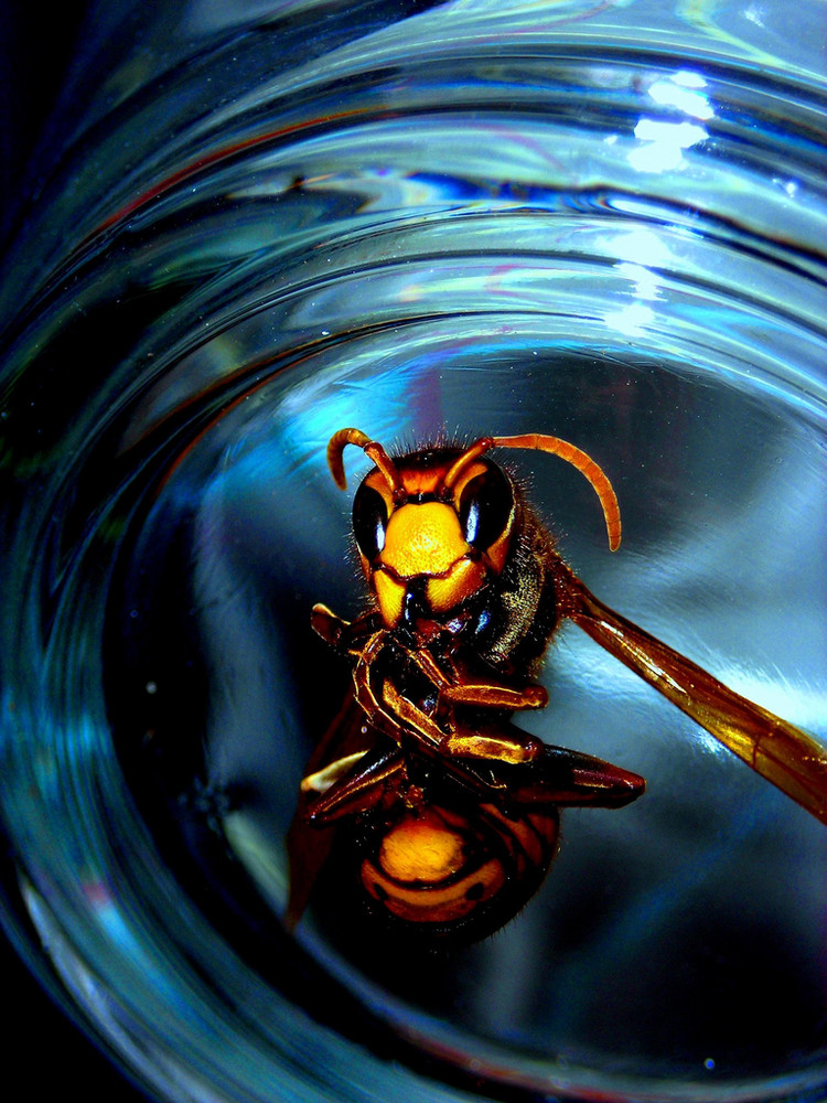 Psycho Hornet On Acid