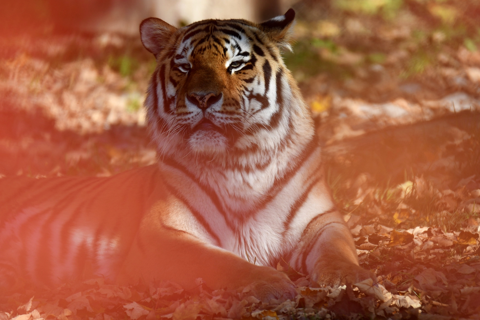 Psychodelic Tiger