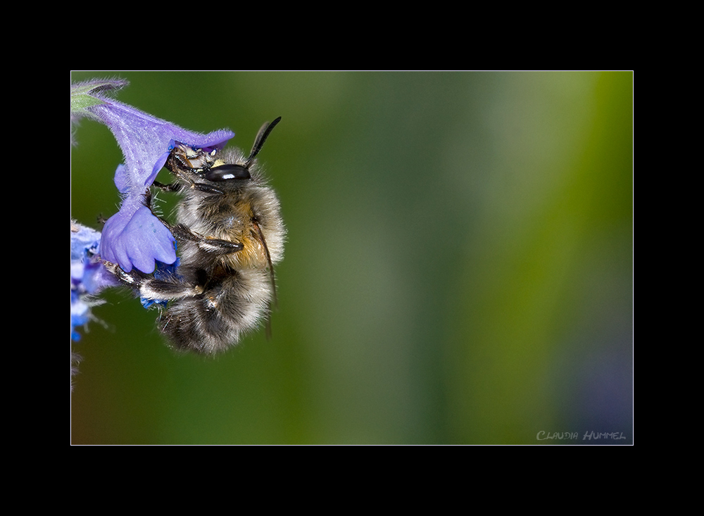 Psychodelisches Bienchen :-)