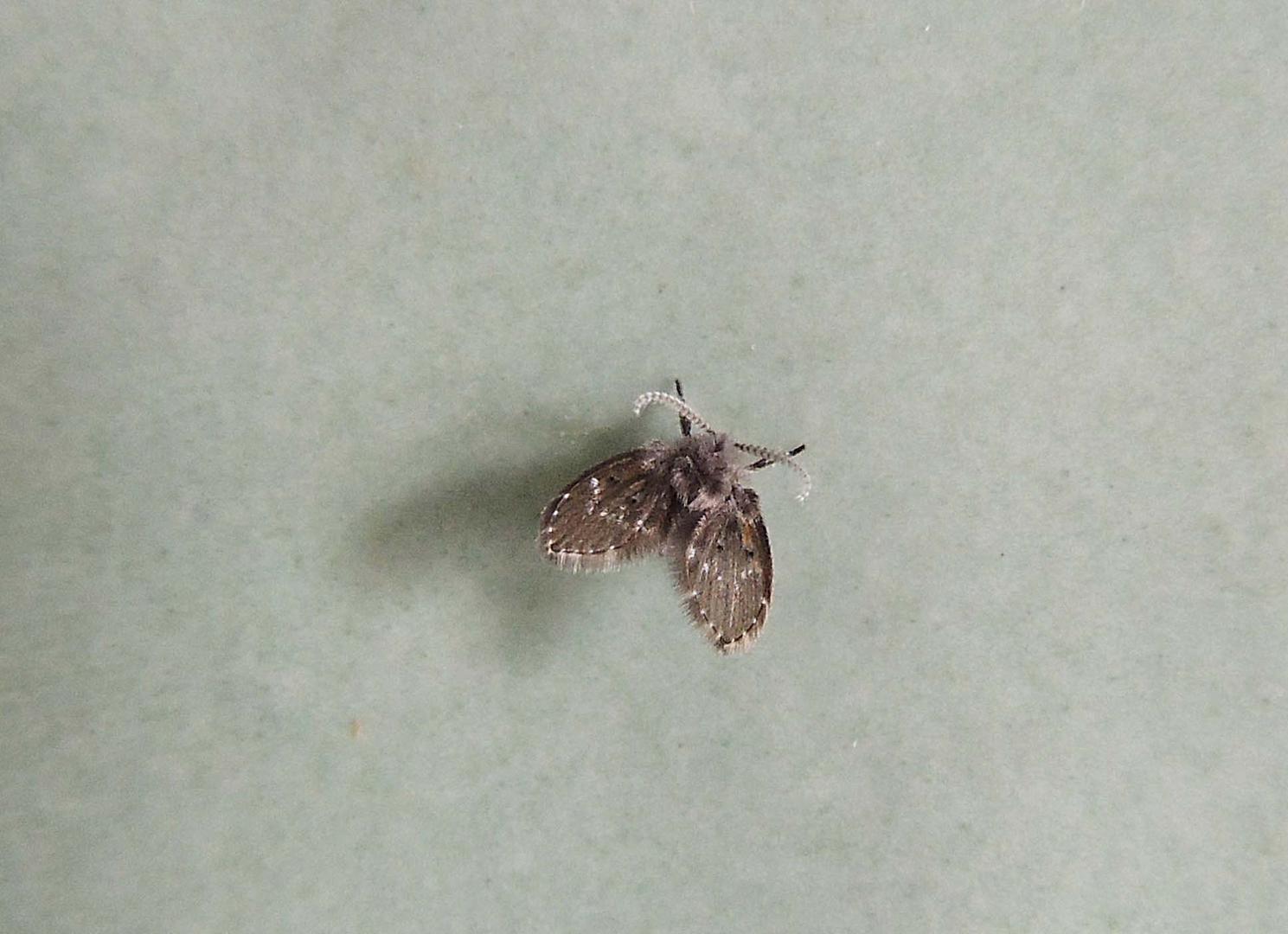 Psychodidae Clogmia albipunctata