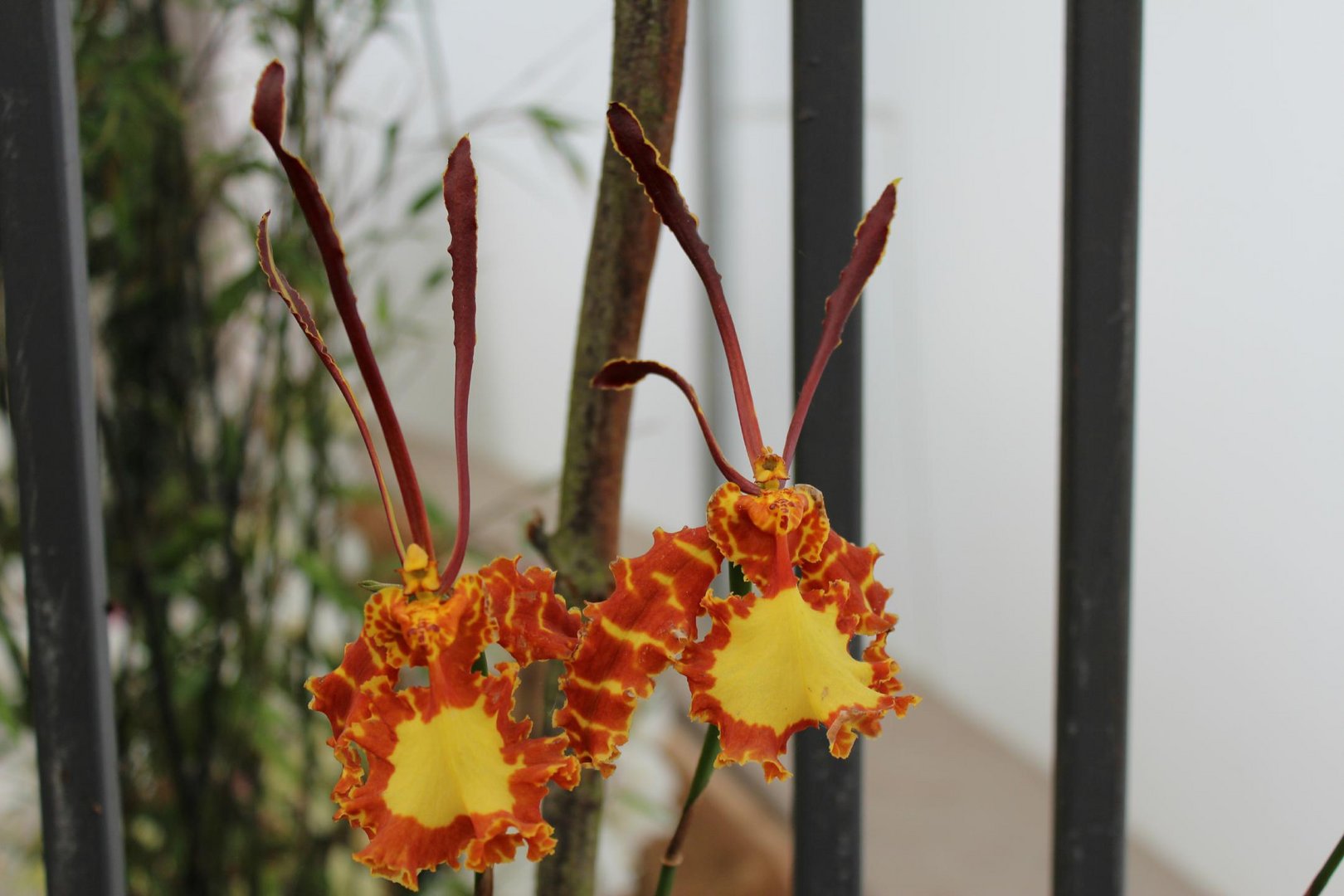 Psychopsis BUGA 2011