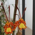 Psychopsis BUGA 2011