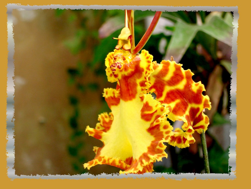 Psychopsis kramerianum