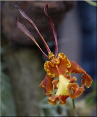 - Psychopsis mariposa -